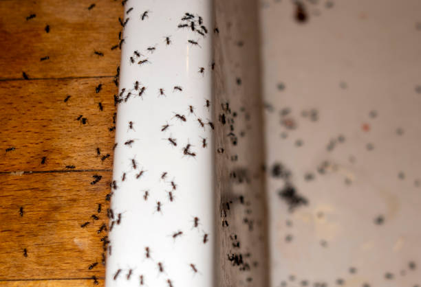 Best Termite Control Services  in Fruitport, MI